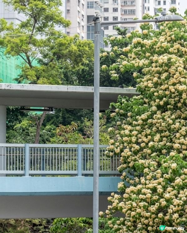 大角咀欣賞黃白花海