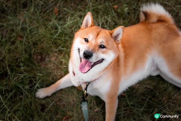 出街嗰陣狂搖尾，興奮指數爆燈！#主子SPATime