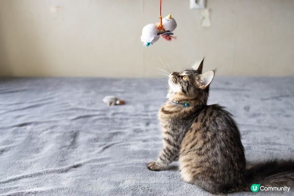 聞下你的食物，自己食個碗又唔食，完全係貓界食評家。#主子la...