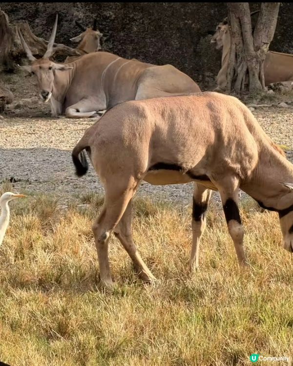 世界前十名大都市型嘅動物園