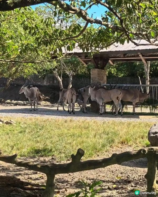 世界前十名大都市型嘅動物園