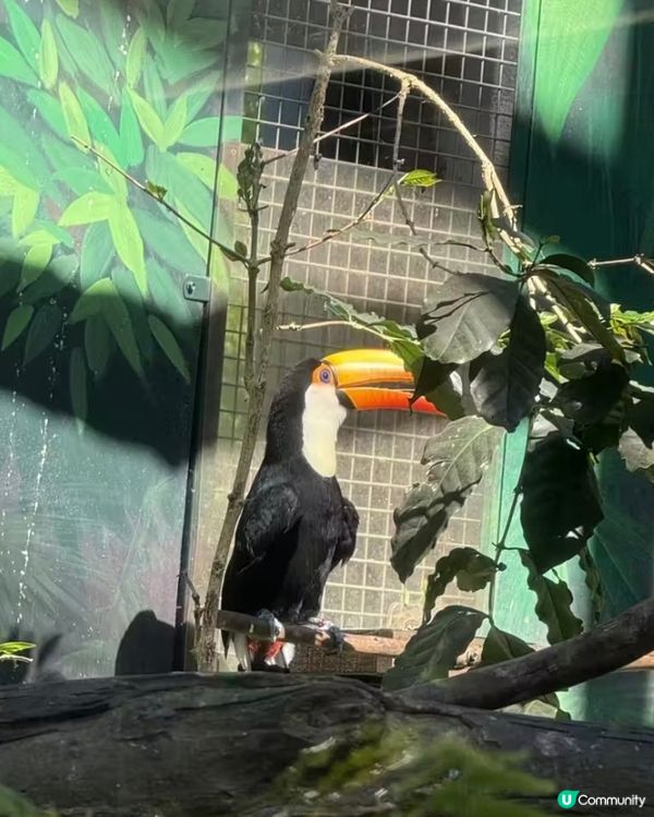 世界前十名大都市型嘅動物園