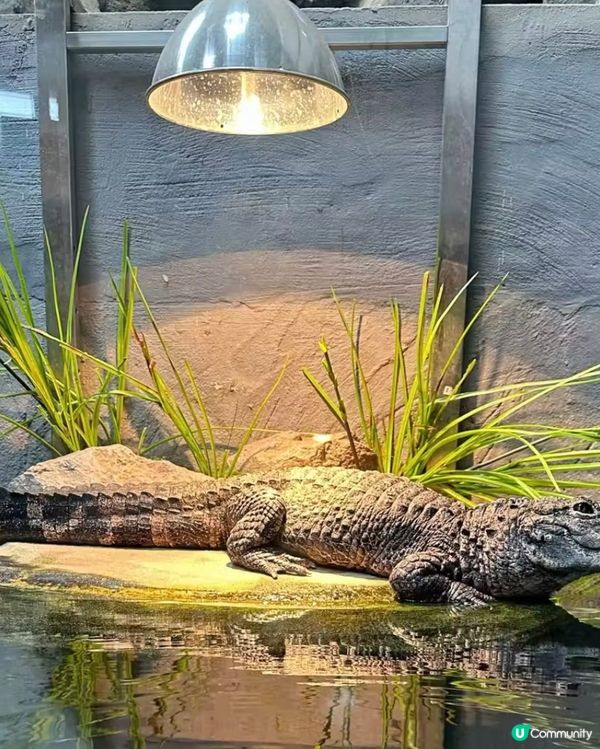 世界前十名大都市型嘅動物園