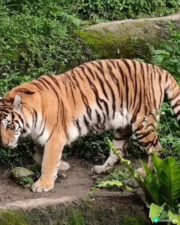 世界前十名大都市型嘅動物園