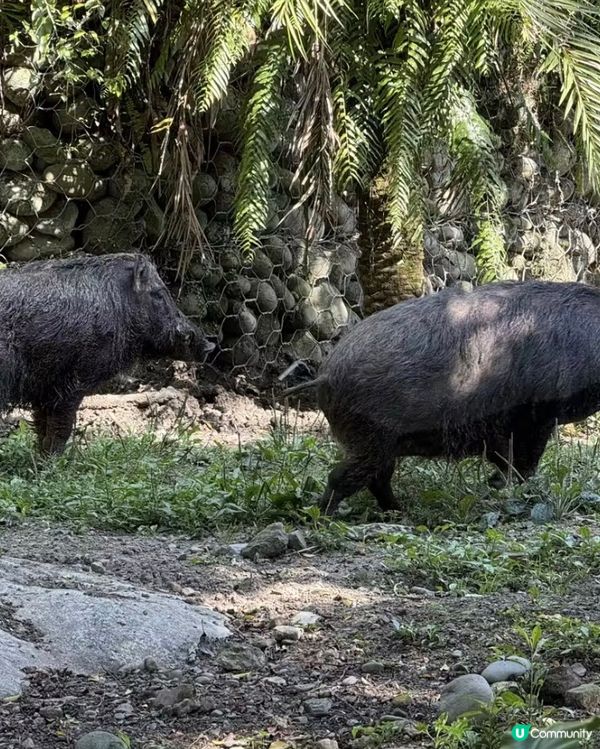 世界前十名大都市型嘅動物園
