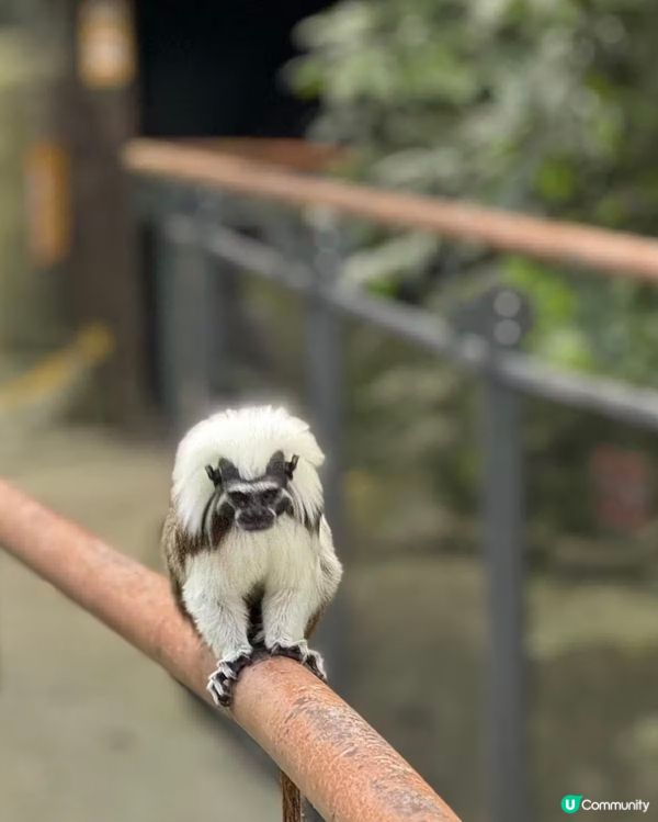世界前十名大都市型嘅動物園
