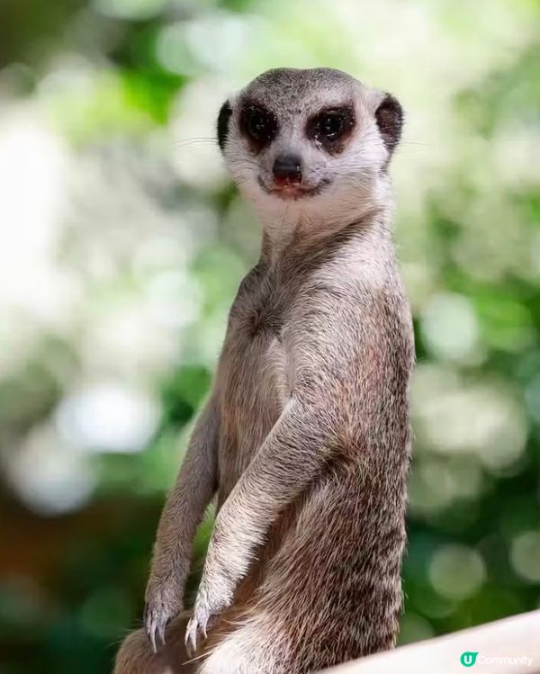 世界前十名大都市型嘅動物園