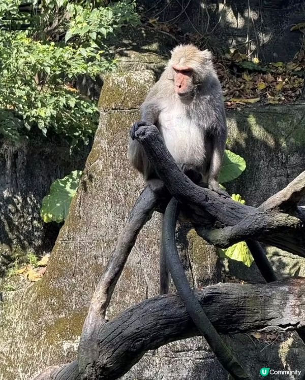 世界前十名大都市型嘅動物園