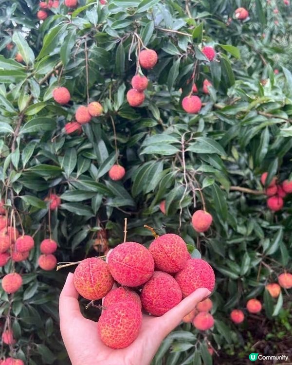 🌞今年夏天最 Chill 嘅節目：荔枝園即摘即食大暴走！