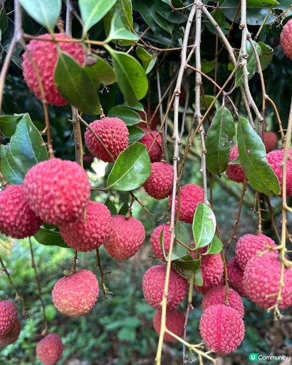 🌞今年夏天最 Chill 嘅節目：荔枝園即摘即食大暴走！