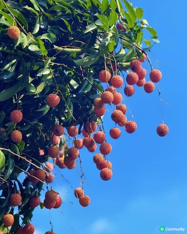🌞今年夏天最 Chill 嘅節目：荔枝園即摘即食大暴走！