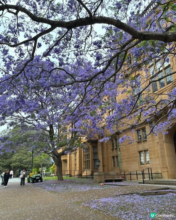 🇭🇲澳州旅行 「悉尼大學」