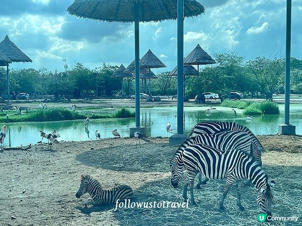 泰國親子景點曼谷賽佛瑞野生動物園 Safari World