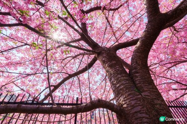 #Chill嘆酒店旅人祭  #別要再蝨眠