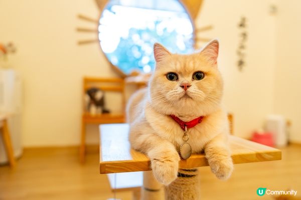 一拎罐罐，原本失蹤嘅貓秒現身。#主子SPATime