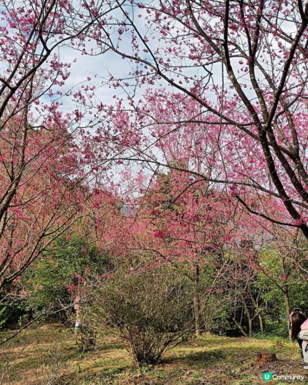 嘉道理農場櫻花2025