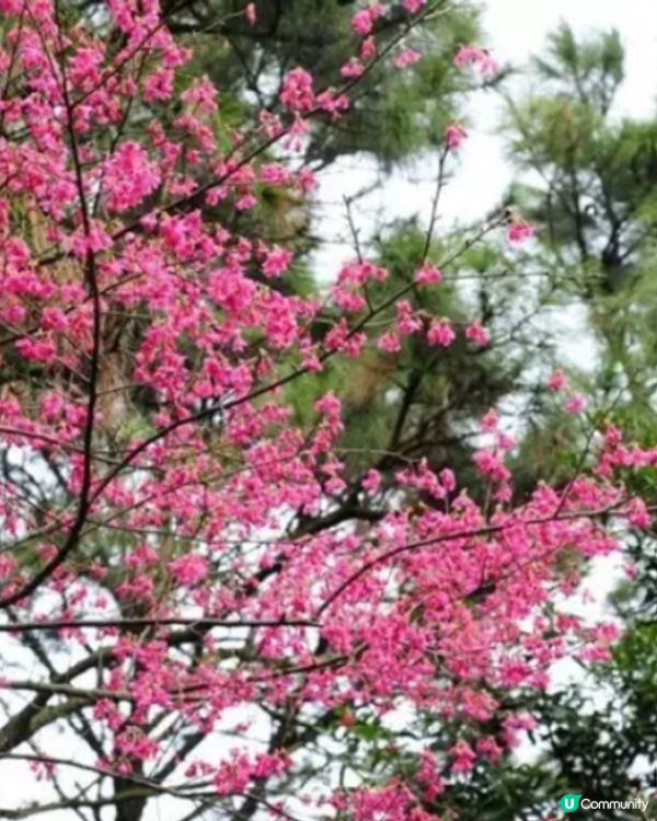 嘉道理農場櫻花2025