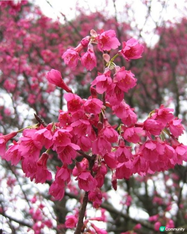 嘉道理農場櫻花2025