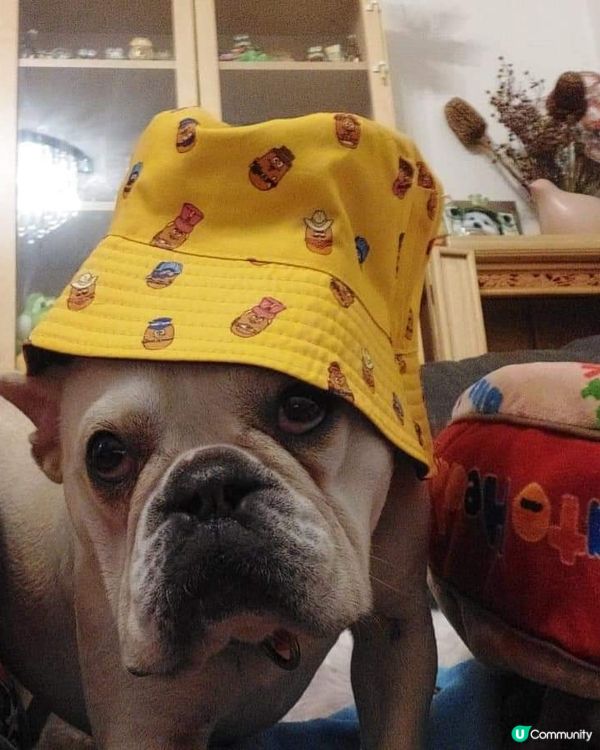 西澳開心樂園餐の 💜💜 滑doo doo 當主角啦‼️ 