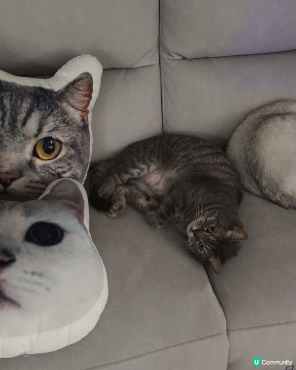 懶洋洋主子，係時候SPATime