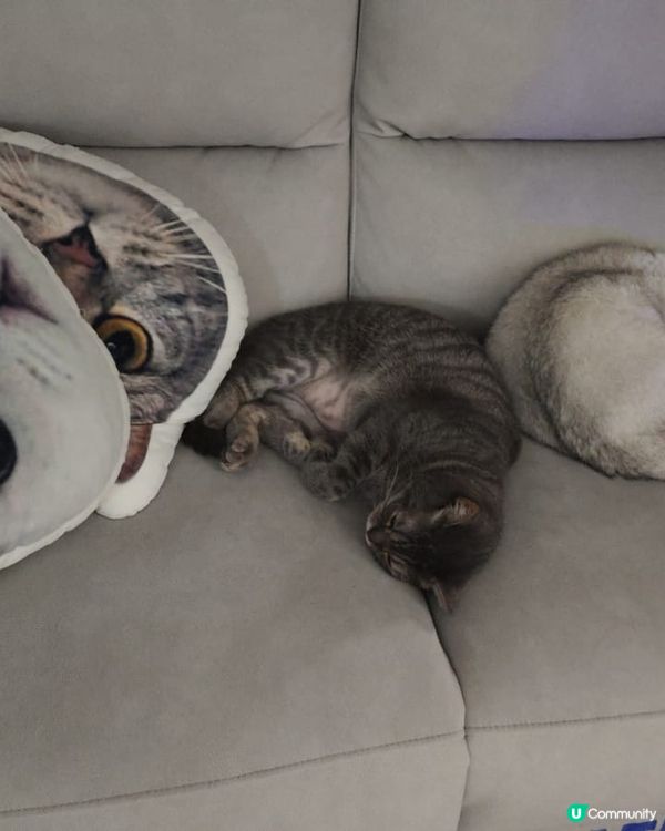 懶洋洋主子，係時候SPATime