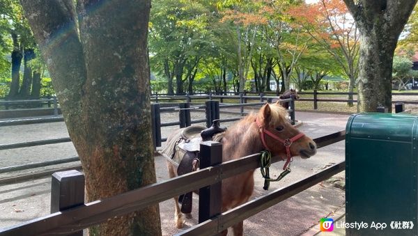 親子好去處｜九州福岡旅行｜九州動物園 近距離餵野生動物初體驗