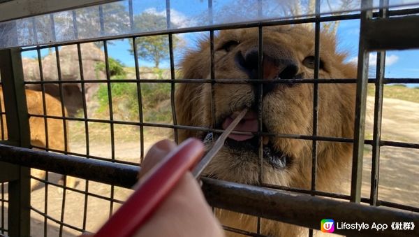 親子好去處｜九州福岡旅行｜九州動物園 近距離餵野生動物初體驗