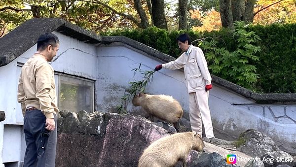 親子好去處｜九州福岡旅行｜九州動物園 近距離餵野生動物初體驗