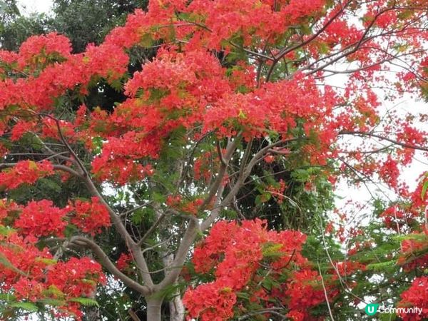 夏日打卡靚相靚片