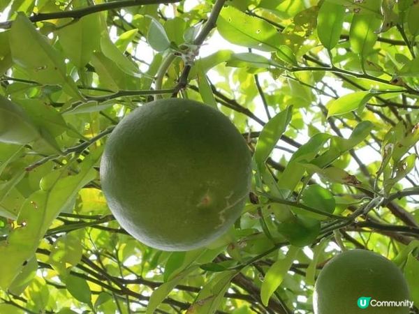 夏日打卡靚相靚片