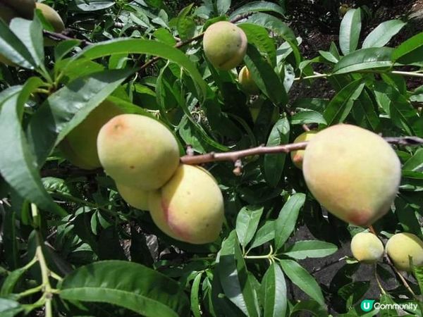 夏日打卡靚相靚片