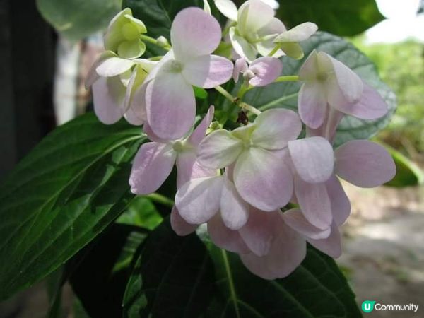 夏日打卡靚相靚片