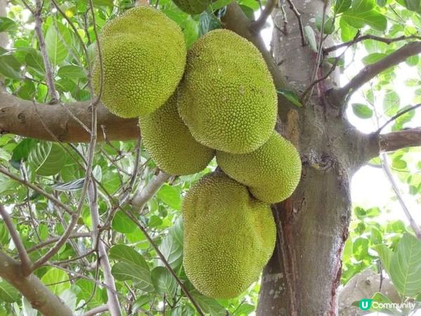 夏日打卡靚相靚片