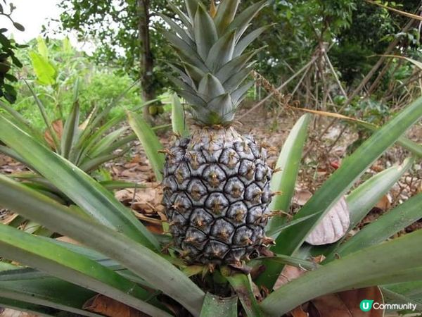 夏日打卡靚相靚片