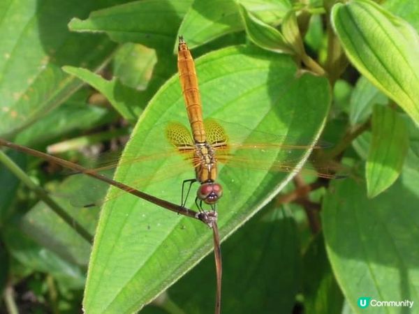 夏日打卡靚相靚片