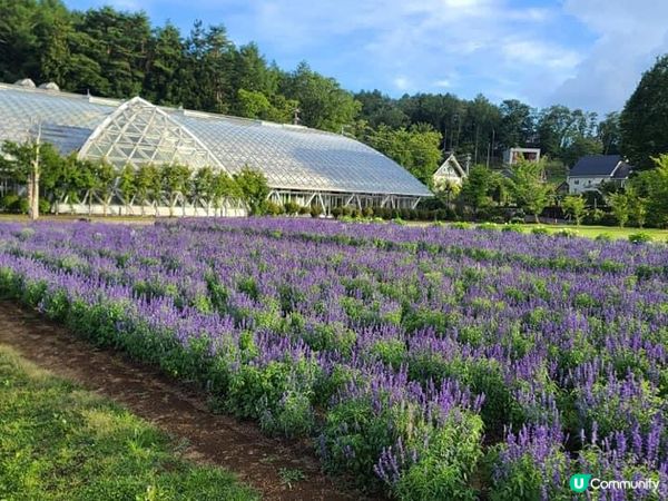 被繁花圍繞的山中湖–花之都公園