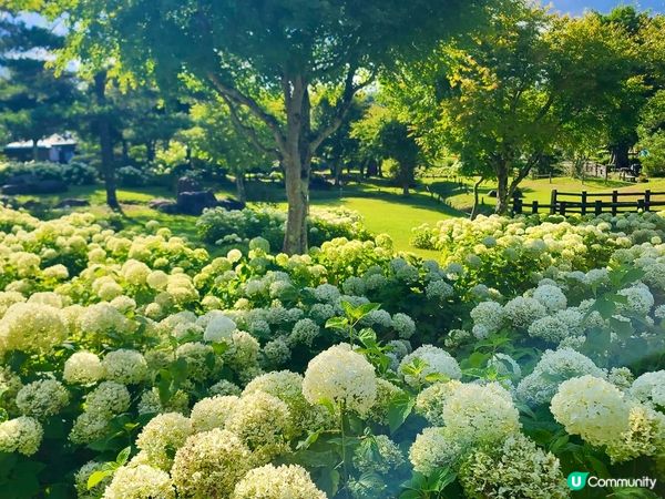 被繁花圍繞的山中湖–花之都公園