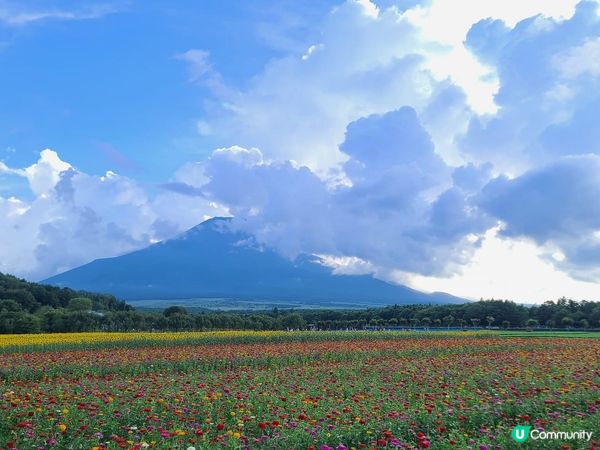 被繁花圍繞的山中湖–花之都公園