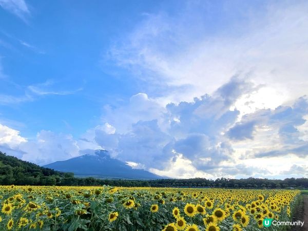 被繁花圍繞的山中湖–花之都公園