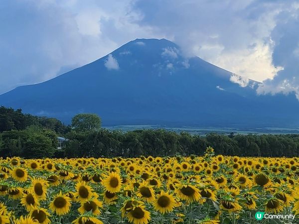 被繁花圍繞的山中湖–花之都公園