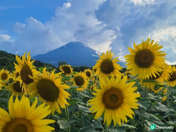 被繁花圍繞的山中湖–花之都公園