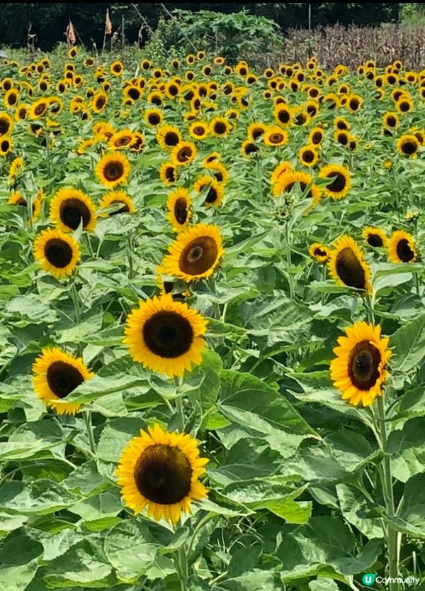 一大片花海～好靚既太陽花夏天盛放🌻