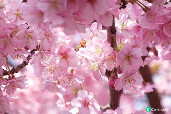 跟著日本櫻花前線賞櫻去吧!!2024日本最新櫻花開花、滿開時間預報