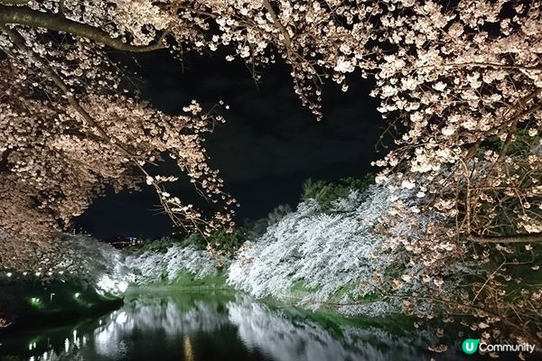 跟著日本櫻花前線賞櫻去吧!!2024日本最新櫻花開花、滿開時間預報