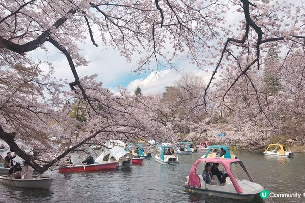 跟著日本櫻花前線賞櫻去吧!!2024日本最新櫻花開花、滿開時間預報