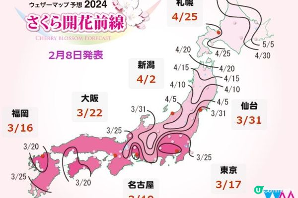 跟著日本櫻花前線賞櫻去吧!!2024日本最新櫻花開花、滿開時間預報
