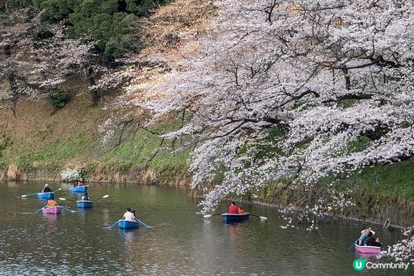 跟著日本櫻花前線賞櫻去吧!!2024日本最新櫻花開花、滿開時間預報