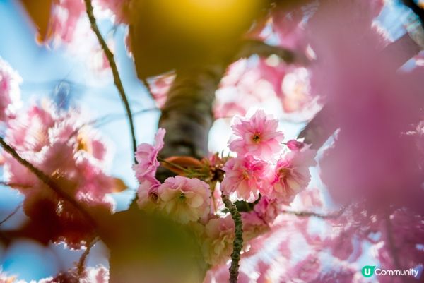 #Chill嘆酒店旅人祭  #別要再蝨眠