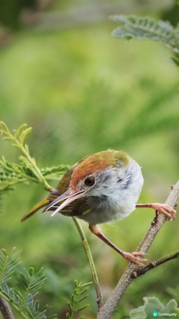 縫葉鶯 tailorbird 