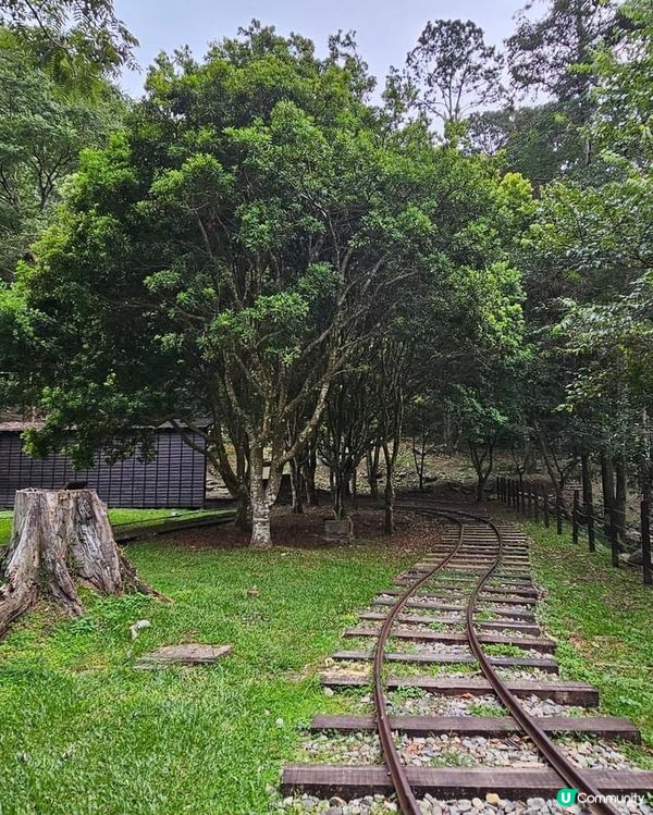 ## 十文溪水潺潺，森林漫步好舒服🌿🚶‍♀️